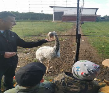 Czy struś chowa głowę w piasek? zdjecie 65