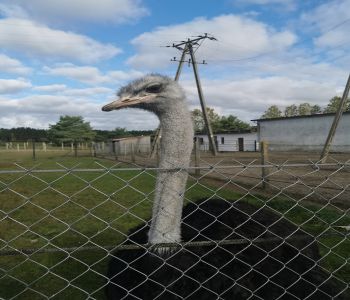 Czy struś chowa głowę w piasek? zdjecie 53