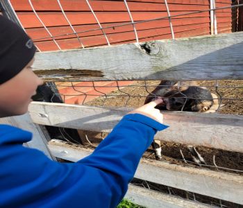 Czy struś chowa głowę w piasek? zdjecie 19