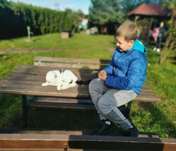 Czy struś chowa głowę w piasek? zdjecie 113