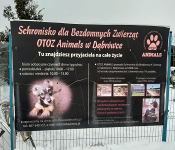 Zbiórka dla schroniska dla zwierząt. zdjecie 4